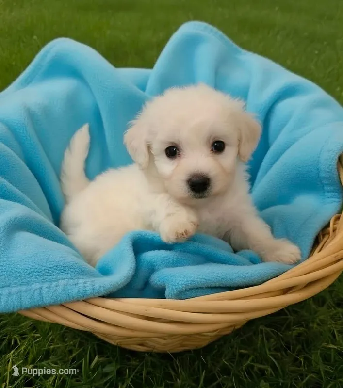 AKC CHAMPION BLOOD - TOBY – Bichon Frise puppy for sale in Sperry, OK