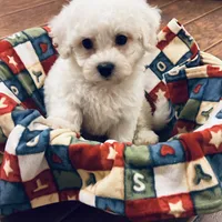 AKC CHAMPION BLOOD - BAXTER, a male Bichon Frise for sale in Sperry, OK – Photo 9 of 10