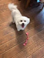 AKC CHAMPION BLOOD - BAXTER, a male Bichon Frise for sale in Sperry, OK – Photo 2 of 10