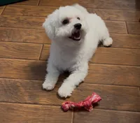 AKC CHAMPION BLOOD - BAXTER, a male Bichon Frise for sale in Sperry, OK – Photo 3 of 10