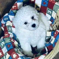 AKC CHAMPION BLOOD - BAXTER, a male Bichon Frise for sale in Sperry, OK – Photo 7 of 10