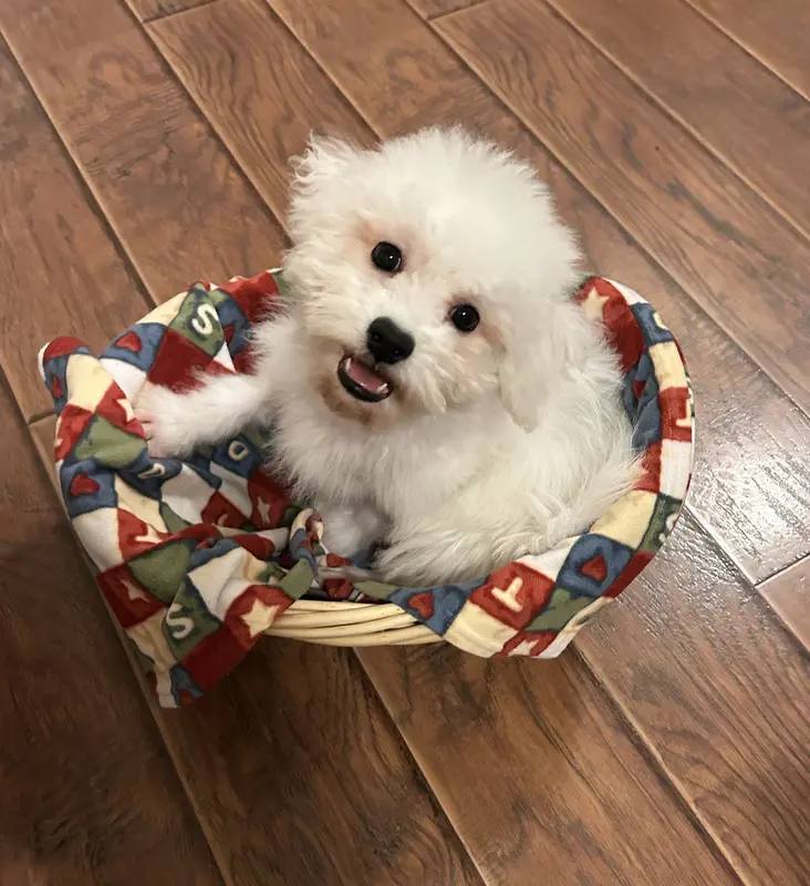 AKC CHAMPION BLOOD - BAXTER