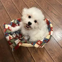 AKC CHAMPION BLOOD - BAXTER, a male Bichon Frise for sale in Sperry, OK – Photo 5 of 10