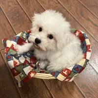 AKC CHAMPION BLOOD - BAXTER, a male Bichon Frise for sale in Sperry, OK – Photo 6 of 10