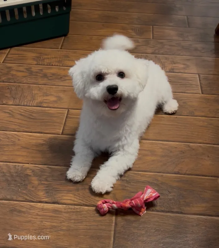 AKC CHAMPION BLOOD - BAXTER – Bichon Frise puppy for sale in Sperry, OK