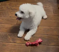 AKC CHAMPION BLOOD - BAXTER, a male Bichon Frise for sale in Sperry, OK – Photo 4 of 10
