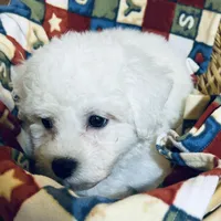 AKC CHAMPION BLOOD - BAXTER, a male Bichon Frise for sale in Sperry, OK – Photo 10 of 10