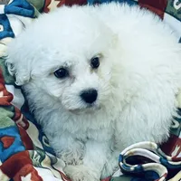 AKC CHAMPION BLOOD - BAXTER, a male Bichon Frise for sale in Sperry, OK – Photo 8 of 10