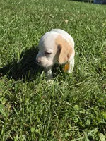 Ginger , a female Beagle for sale in Bethany, MO – 8 of 10