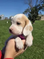 Nutmeg , a female Beagle for sale in Bethany, MO – 5 of 10