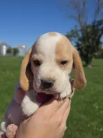Spice, a female Beagle for sale in Bethany, MO – 7 of 9