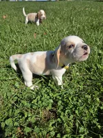 Ginger , a female Beagle for sale in Bethany, MO – 6 of 10