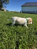 Maple, a female Beagle for sale in Bethany, MO – 6 of 8
