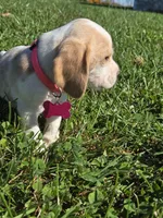Spice, a female Beagle for sale in Bethany, MO – 5 of 9