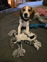 Capri, a female Beagle for sale in Bethany, MO – 8 of 9