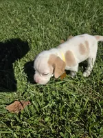 Ginger , a female Beagle for sale in Bethany, MO – 10 of 10