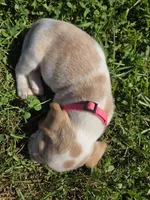 Spice, a female Beagle for sale in Bethany, MO – 9 of 9