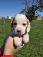 Nutmeg , a female Beagle for sale in Bethany, MO – 8 of 10