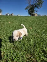 Jack, a male Beagle for sale in Bethany, MO – 4 of 10