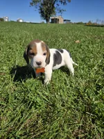 Autumn , a female Beagle for sale in Bethany, MO – 4 of 10