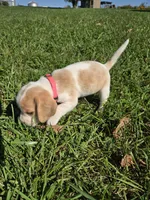 Spice, a female Beagle for sale in Bethany, MO – 3 of 9
