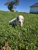 Jack, a male Beagle for sale in Bethany, MO – 2 of 10