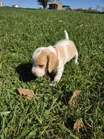 Spice, a female Beagle for sale in Bethany, MO – 6 of 9