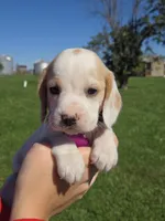 Nutmeg , a female Beagle for sale in Bethany, MO – 4 of 10