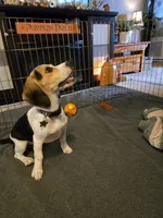 Capri, a female Beagle for sale in Bethany, MO – 2 of 9
