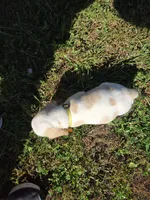 Ginger , a female Beagle for sale in Bethany, MO – 3 of 10