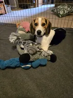 Capri, a female Beagle for sale in Bethany, MO – 7 of 9
