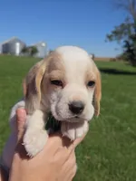Maple, a female Beagle for sale in Bethany, MO – 5 of 8