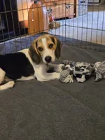 Capri, a female Beagle for sale in Bethany, MO – 1 of 9
