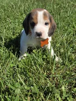 Autumn , a female Beagle for sale in Bethany, MO – 8 of 10