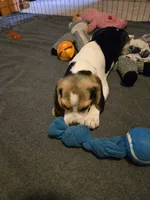 Capri, a female Beagle for sale in Bethany, MO – 5 of 9