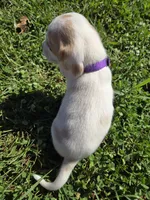 Nutmeg , a female Beagle for sale in Bethany, MO – 7 of 10