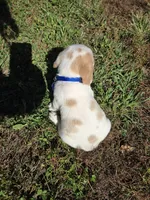 Jack, a male Beagle for sale in Bethany, MO – 7 of 10