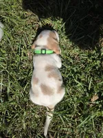 Maple, a female Beagle for sale in Bethany, MO – 3 of 8