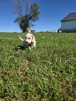 Nutmeg , a female Beagle for sale in Bethany, MO – 2 of 10