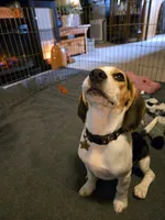 Capri, a female Beagle for sale in Bethany, MO – 3 of 9