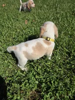 Ginger , a female Beagle for sale in Bethany, MO – 7 of 10