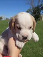 Jack, a male Beagle for sale in Bethany, MO – 10 of 10