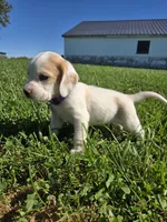 Nutmeg , a female Beagle for sale in Bethany, MO – 9 of 10