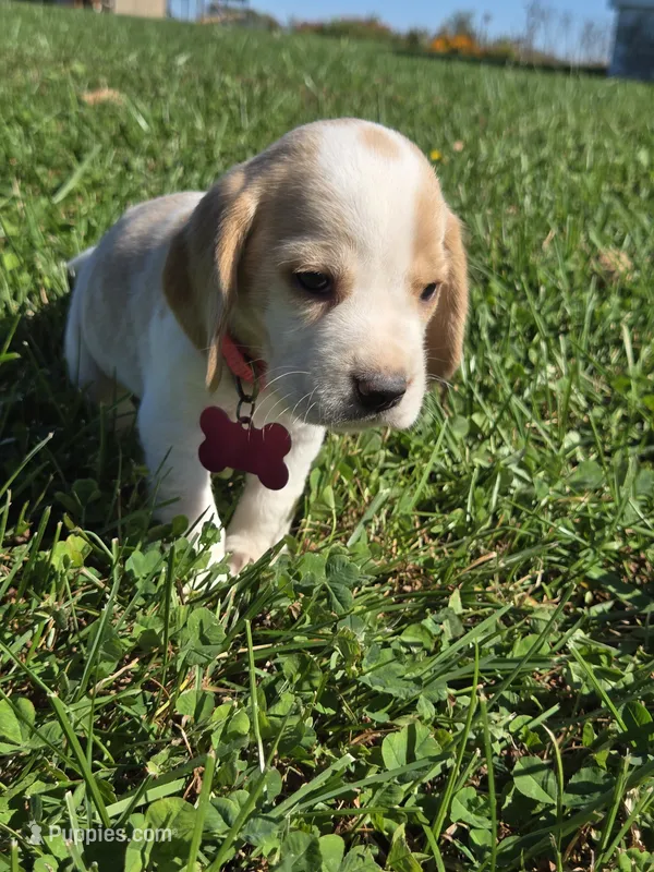 Spice – Beagle puppy for sale in Bethany, MO