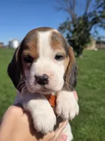 Autumn , a female Beagle for sale in Bethany, MO – 3 of 10