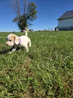 Nutmeg , a female Beagle for sale in Bethany, MO – 3 of 10
