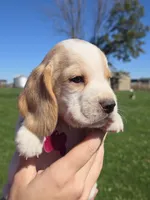 Spice, a female Beagle for sale in Bethany, MO – 1 of 9