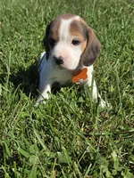Autumn , a female Beagle for sale in Bethany, MO – 5 of 10