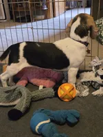 Capri, a female Beagle for sale in Bethany, MO – 6 of 9