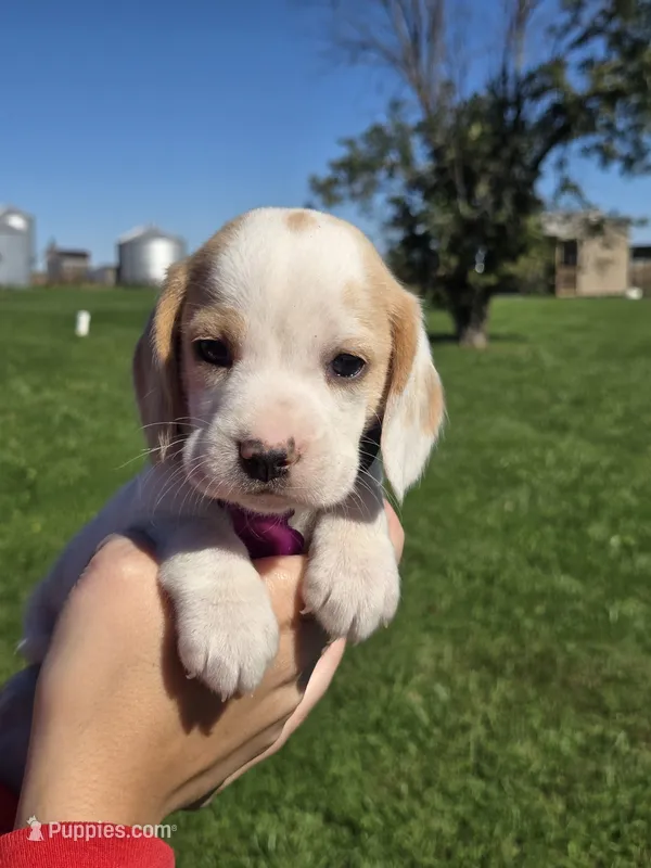 Nutmeg  – Beagle puppy for sale in Bethany, MO